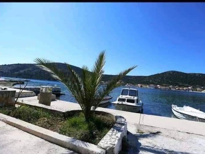 Palm tree with a sea view in Vinišće